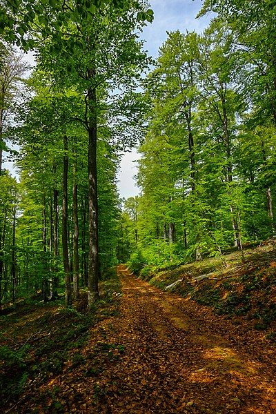 File:Planina Ostrozub 06.jpg