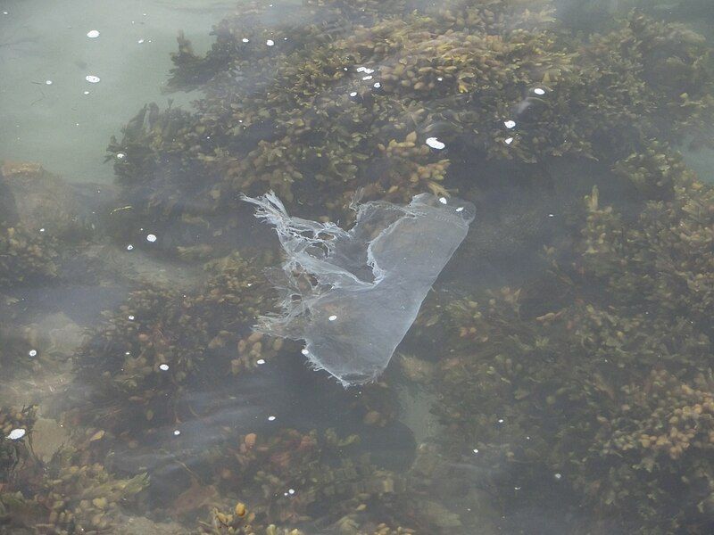 File:Plastic bag jellyfish.JPG