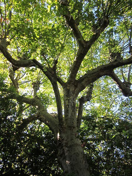 File:Platanus orientalis02.jpg