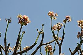 Plumeria rubra flowering when bare