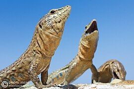 Endemic lizard of Dragonera (Podarcis lilfordi)