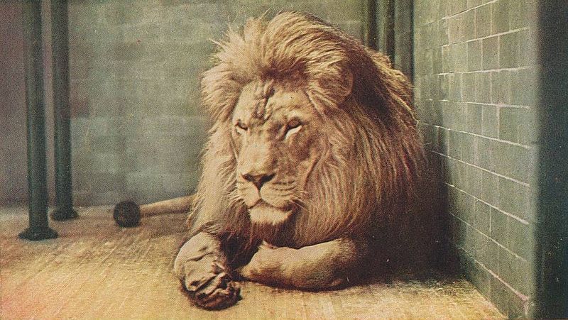 File:PostcardBarbaryLionSultanNYZoologicalPark1905.jpg