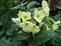 Primula ×polyantha