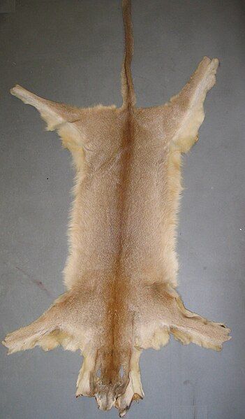 File:Puma fur skin.jpg