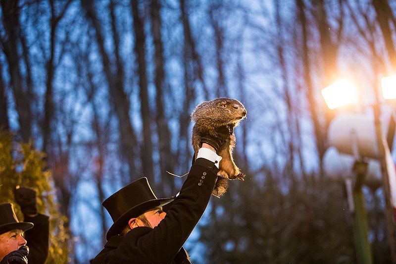 File:Punxsutawney Phil 2018.jpg