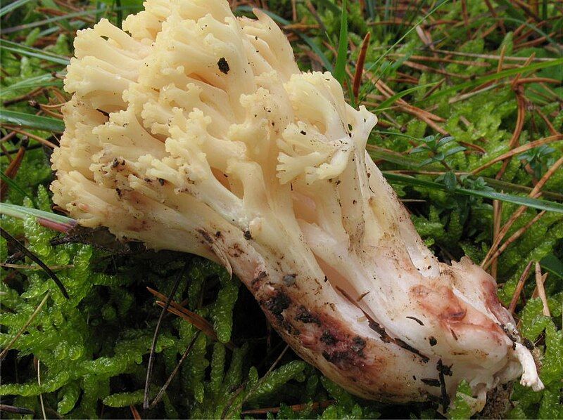 File:Ramaria sanguinea 25992.jpg