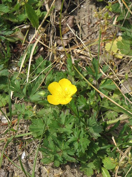 File:Ranunculus bulbosus01.jpg