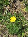 Ranunculus bulbosus