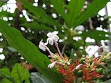 Rauvolfia serpentina contains Corynanthe alkaloids