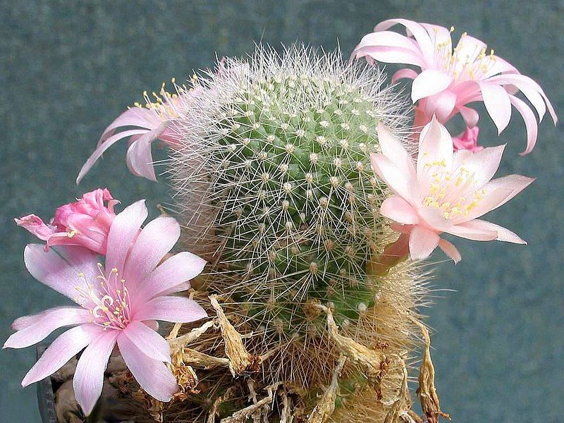 File:Rebutia kariusiana 1.jpg