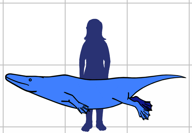 File:Rodhocetus size.png