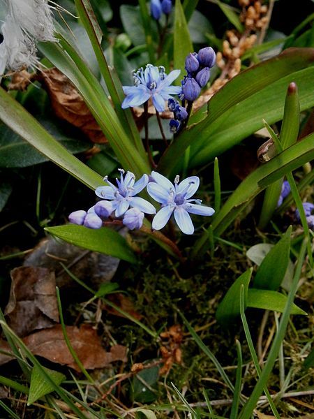 File:Scilla bifolia closeup.jpg