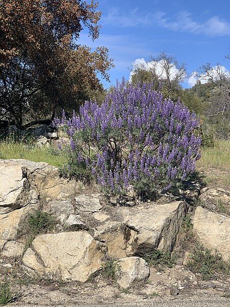 File:Silver Lupine Blooming.jpg