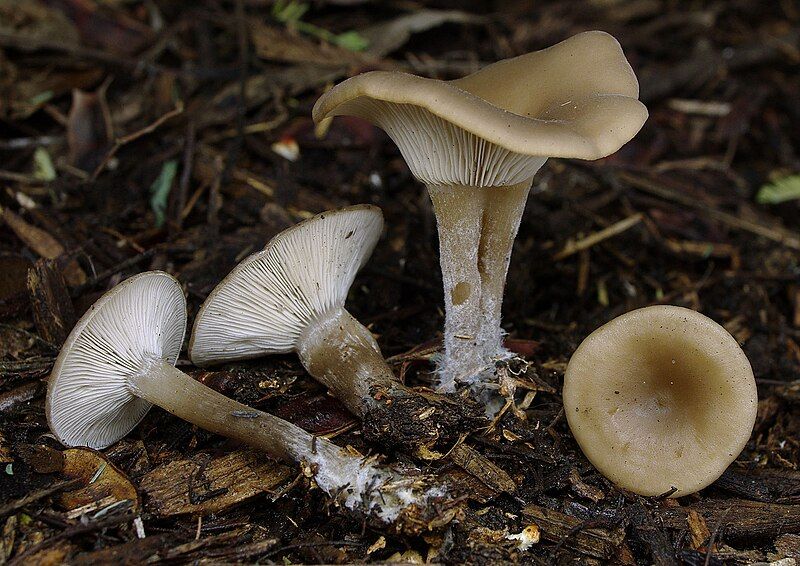 File:Singerocybe clitocyboides 89448.jpg