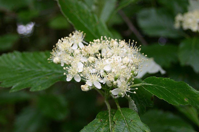 File:Sorbus-intermedia-flowers.JPG