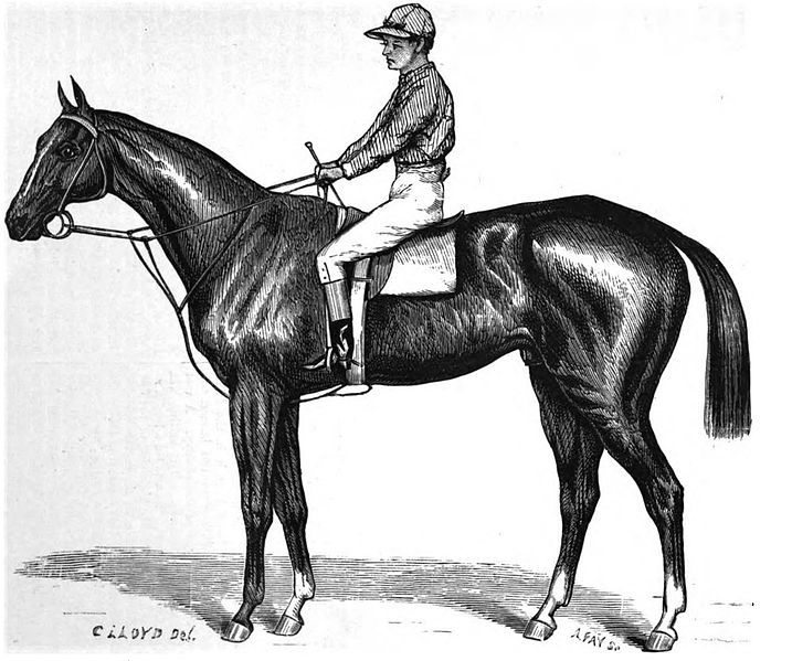 File:Springbok (horse).jpg