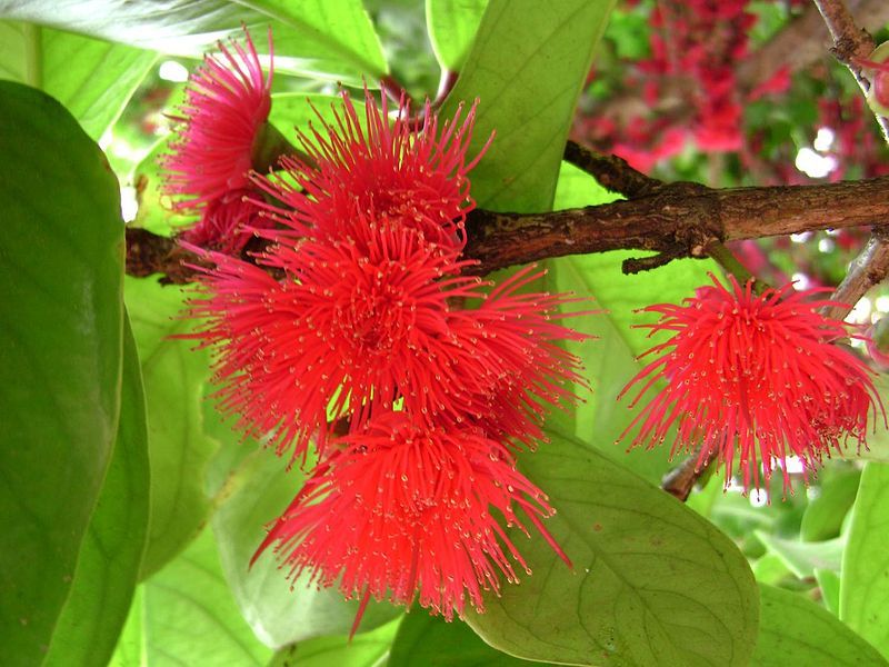 File:Syzygium malaccense, flowers.jpg