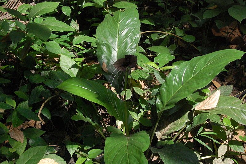 File:Tacca chantrieriRHu00.JPG