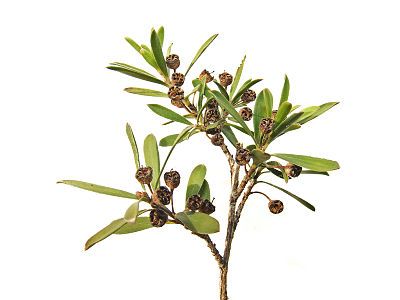 Sprig of Kunzea ericoides sprig, by Benjamint