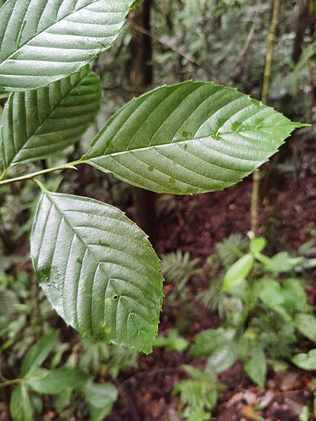 File:Ticodendron incognitum 213116901.jpg