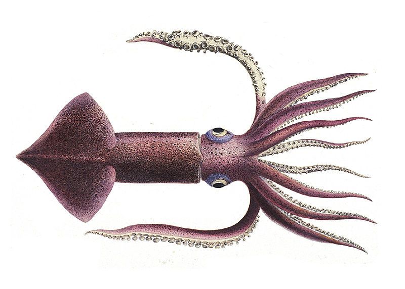 File:Todarodes sagittatus 1.jpg