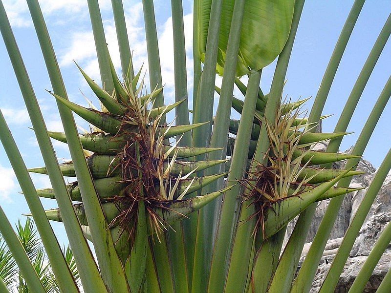 File:Travellers-Palm-flower.jpg