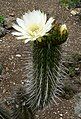 Trichocereus chiloensis