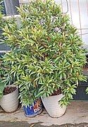 Syzygium myrtifolium in containers