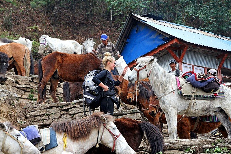 File:Ulleri-62-Himalayan Guest House-Pferde-2013-gje.jpg