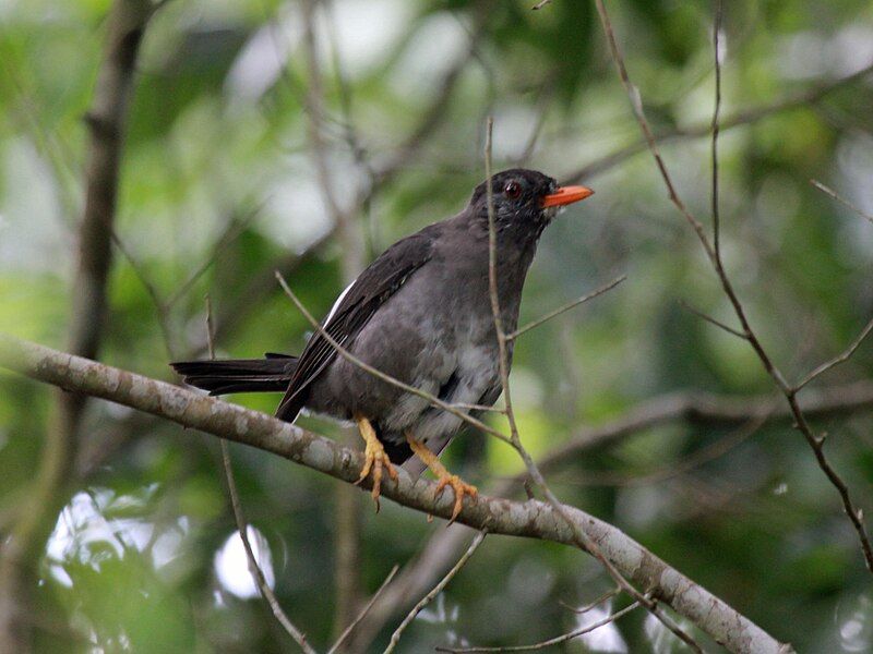 File:White-chinned Thrush RWD2.jpg