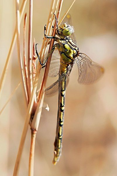 File:Yellow-striped hunter dragonfly05.jpg