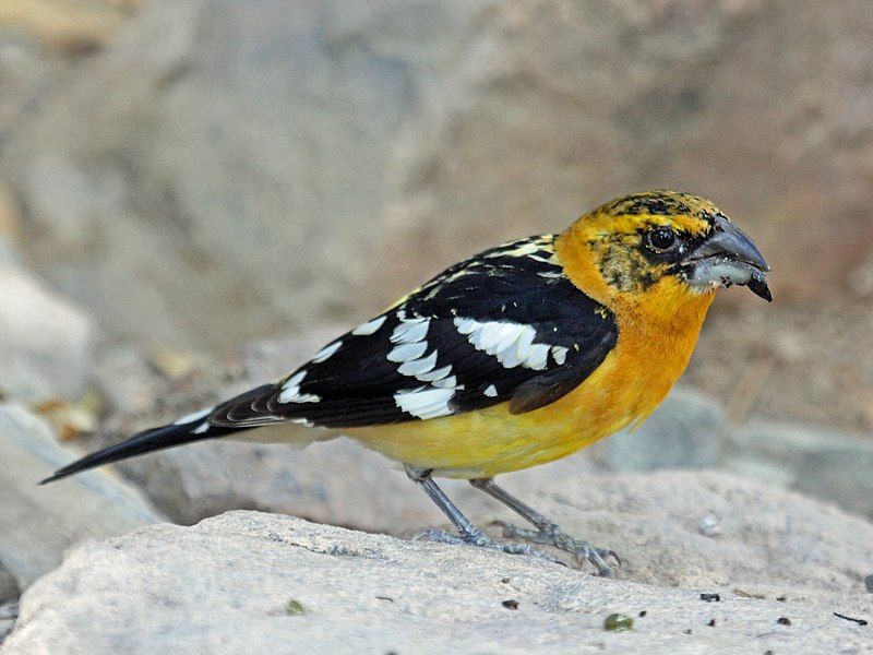 File:Yellow Grosbeak RWD.jpg