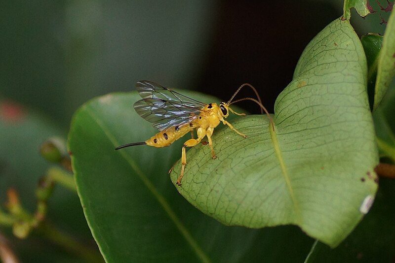 File:Yellow Ichneumon Wasp.jpg