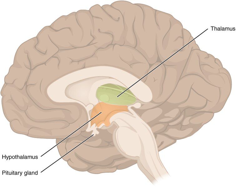 File:1310 Diencephalon.jpg