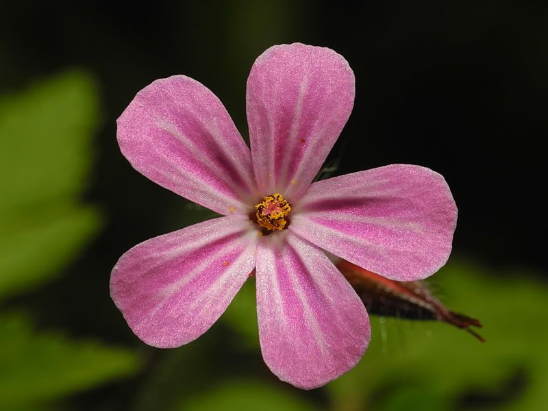 File:2013-05-09 15-28-19-fleur.JPG