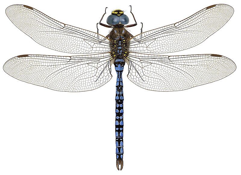 File:Aeshna caerulea.jpg