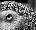 African Grey Parrot appears to have (very fine) 'eyelashes'