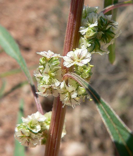 File:Amaranthus fimbriatus 4.jpg