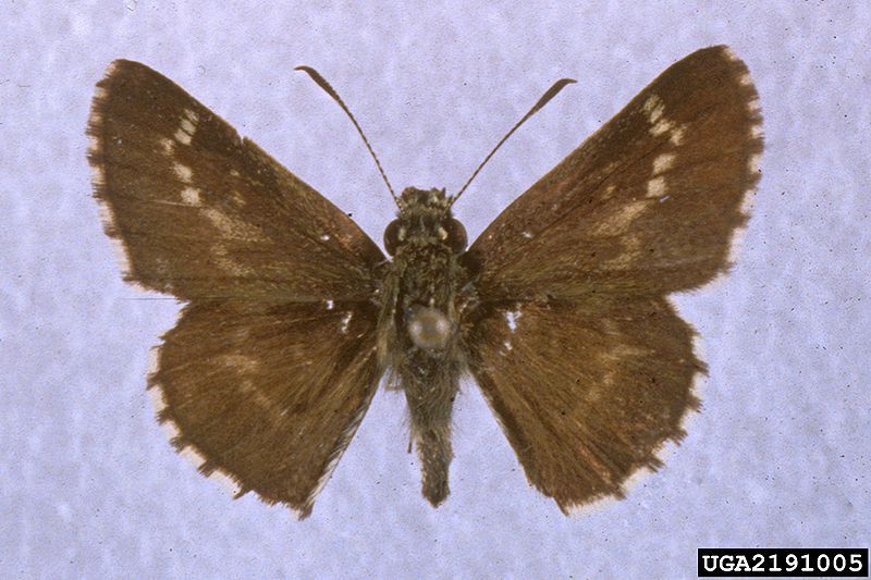 File:Amblyscirtes aesculapius 2191005.jpg