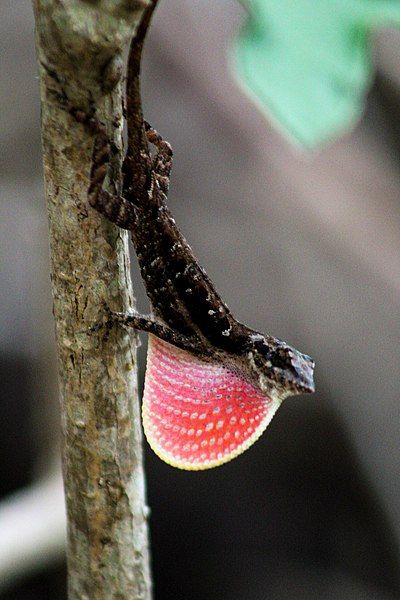 File:Anolis immaculogularis.jpg