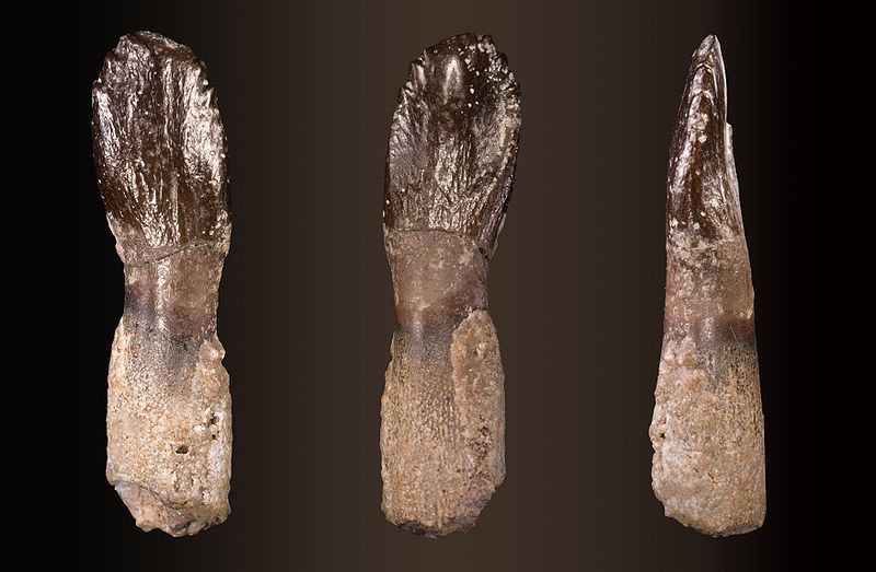 File:Archaeodontosaurus dent fond.jpg