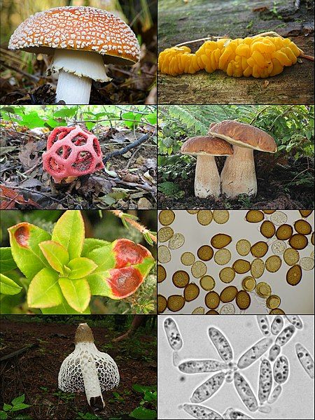 File:Basidiomycota collage.jpg