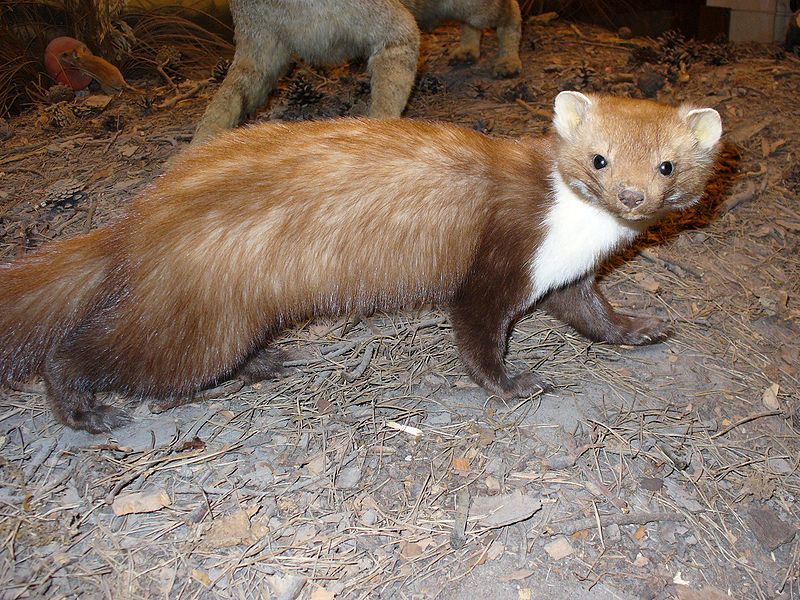 File:Beech Marten.jpg