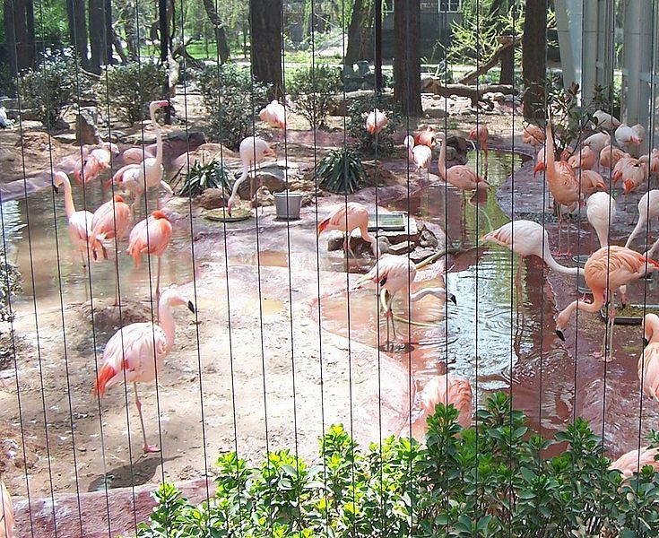 File:Beijing Zoo flamingo.JPG