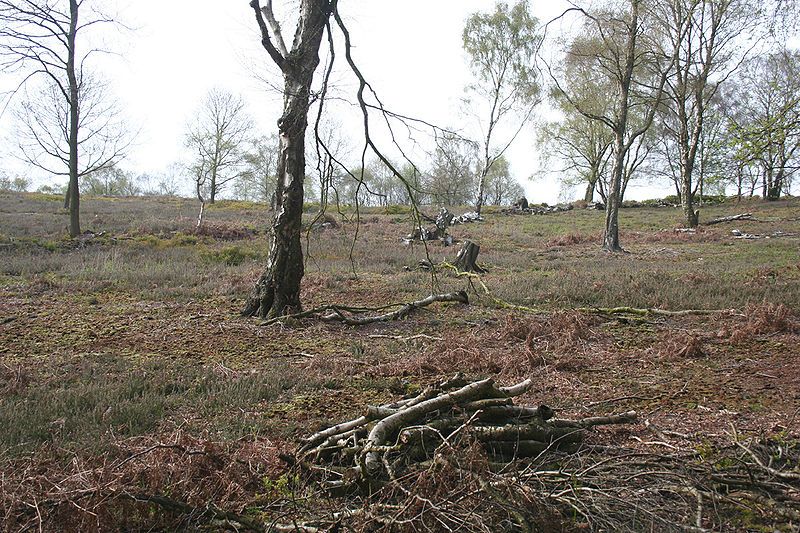 File:Bickerton Hill tree-felling2.jpg