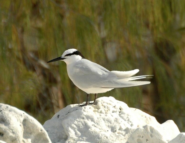 File:Black-naped Tern LEI.JPG