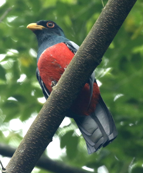 File:Black-tailed Trogon.png