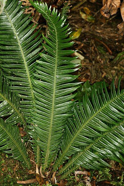 File:Blechnum contiguum (9043802762).jpg