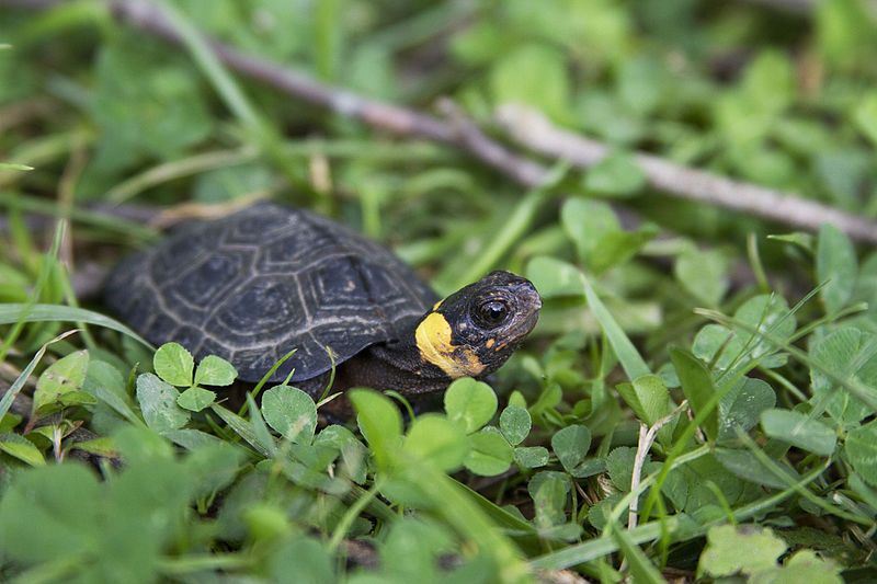 File:Bog turtle (18553965520).jpg