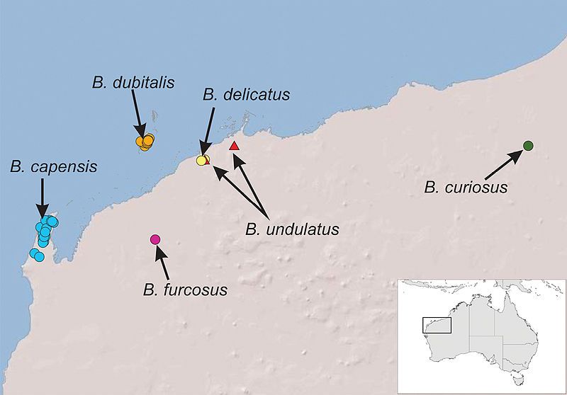 File:Boreohesperus distribution.jpg